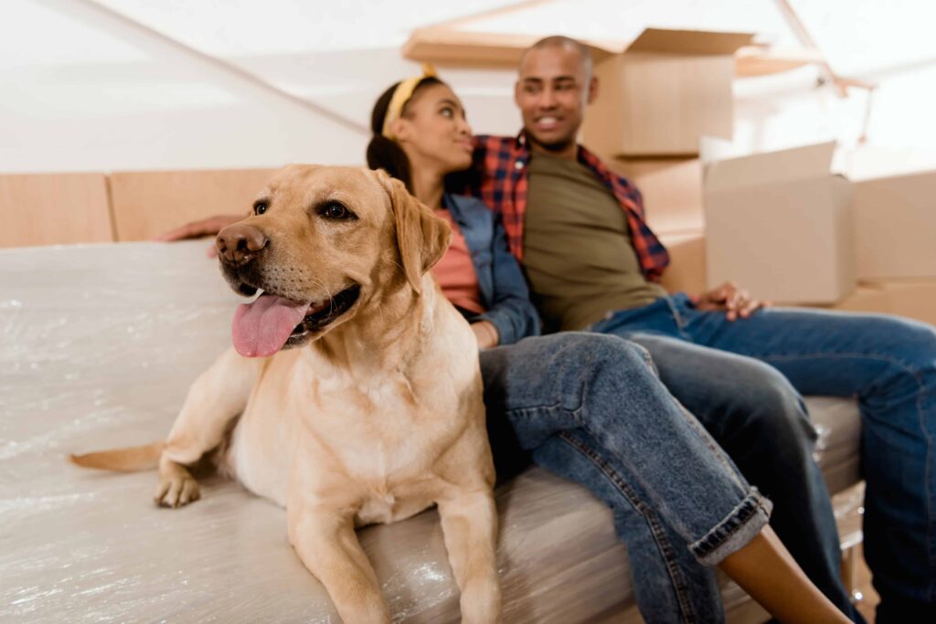 Plan for Your Pets (Your Comprehensive Roadmap to a Stress-Free Relocation)